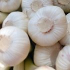 Fresh Garlic