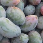 Fresh Mango