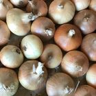 Fresh Onions