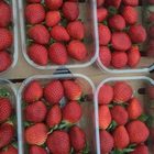 Fresh Strawberries