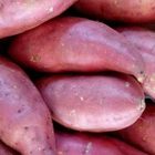 Fresh Sweet Potato