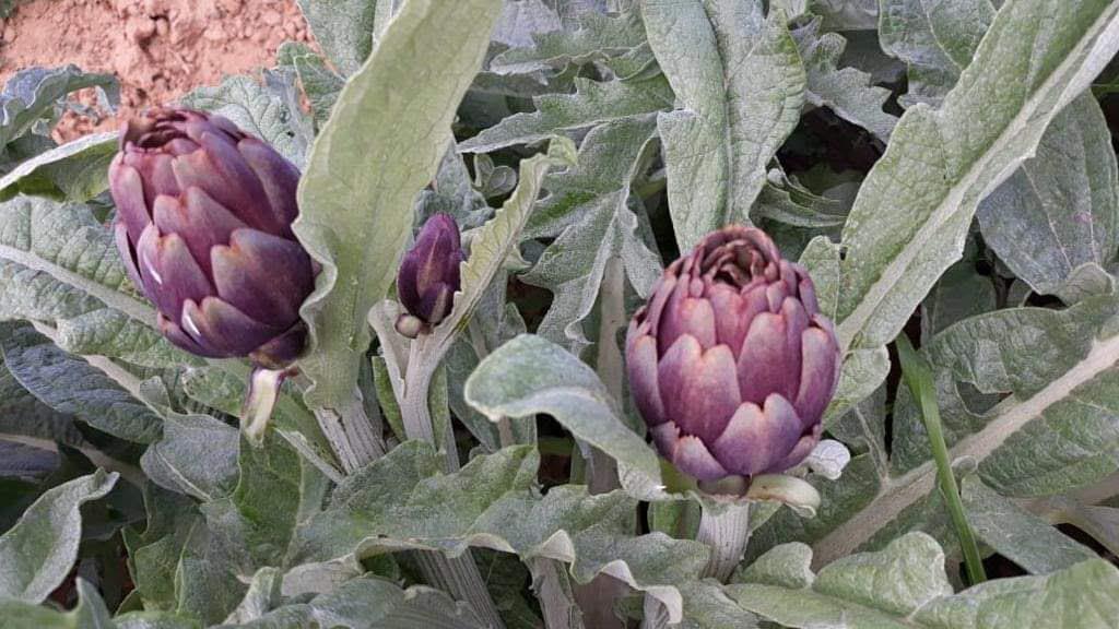 Fresh Artichoke