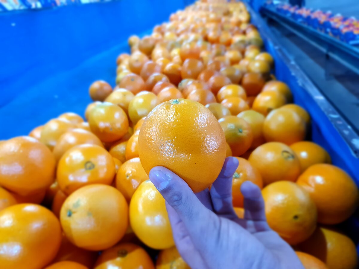 Fresh Citrus