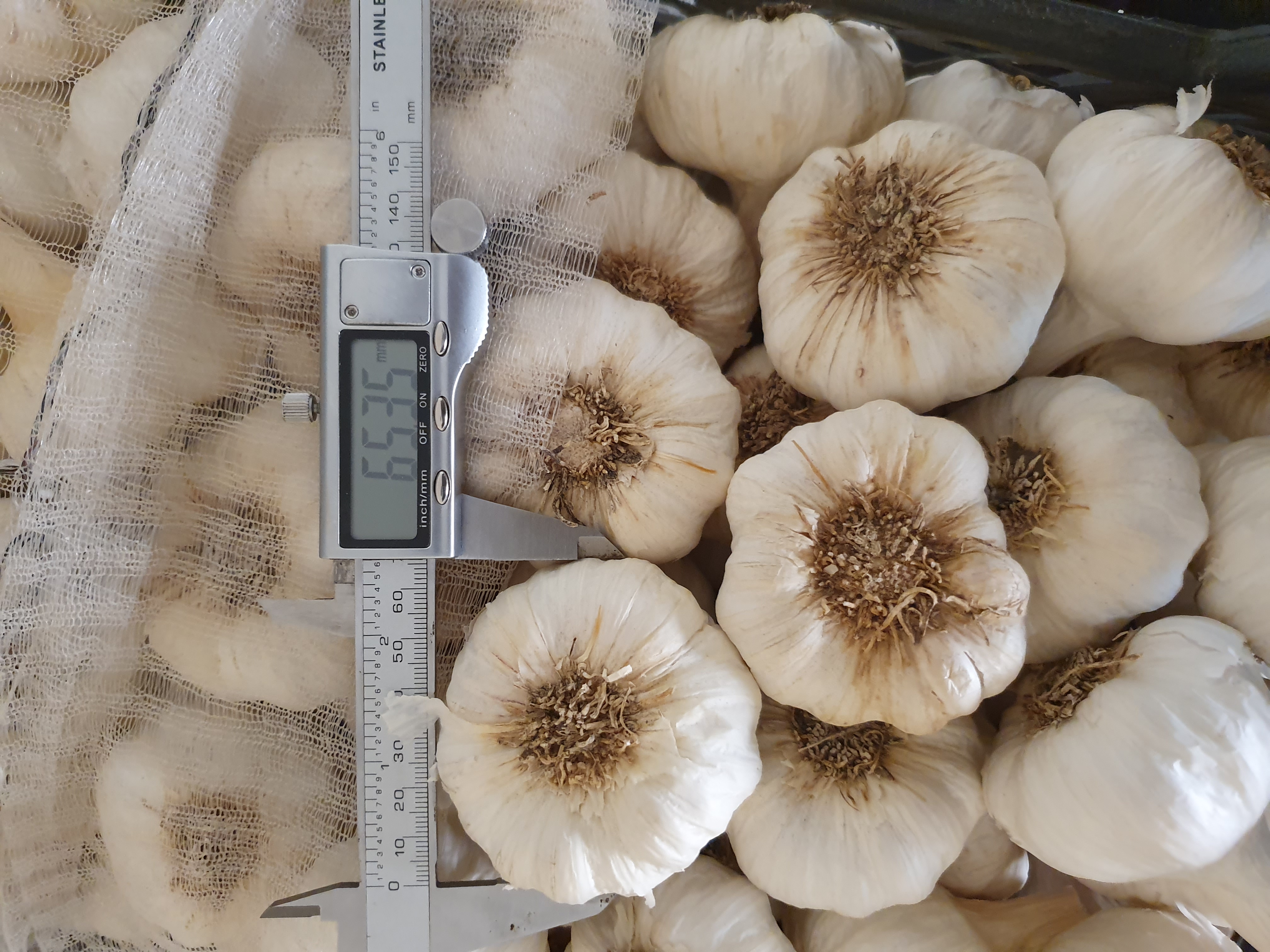 Fresh Garlic