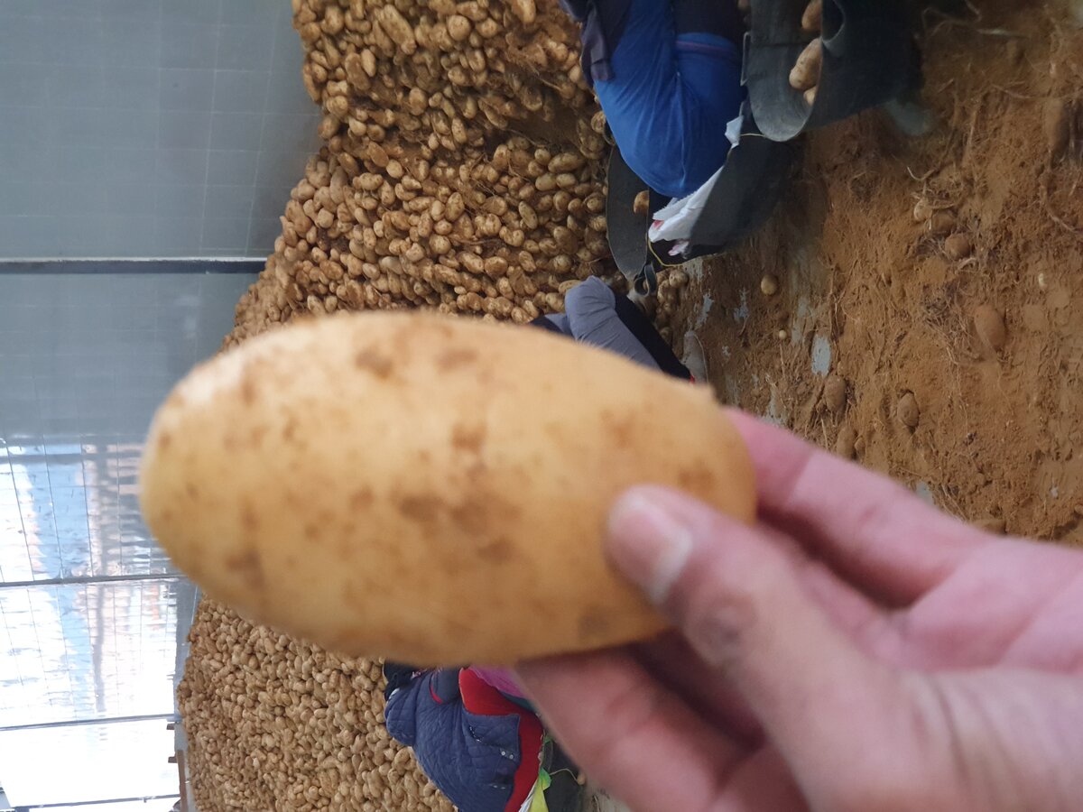 Fresh Potatoes