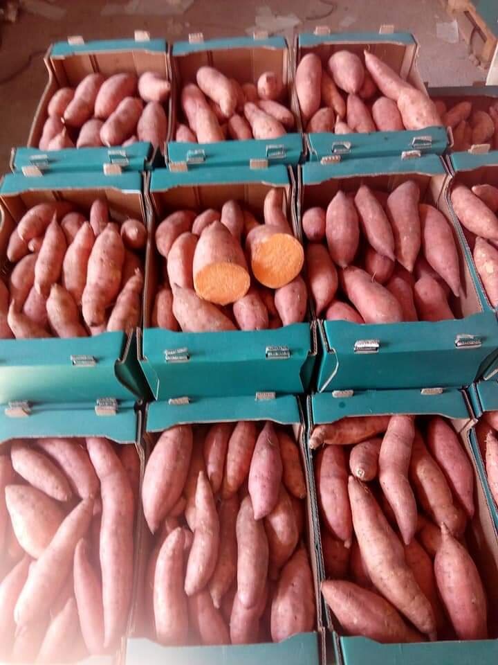 Fresh Sweet Potato