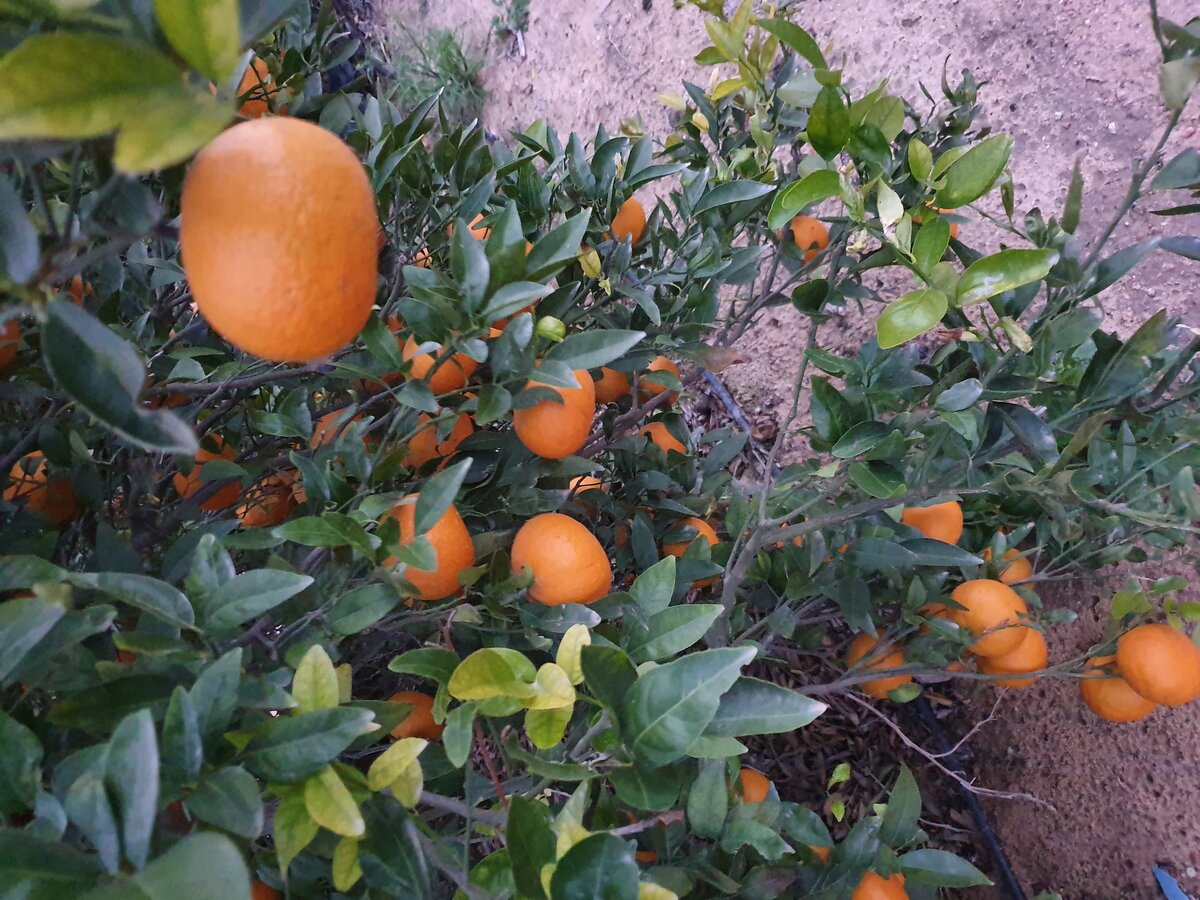 Mandarin