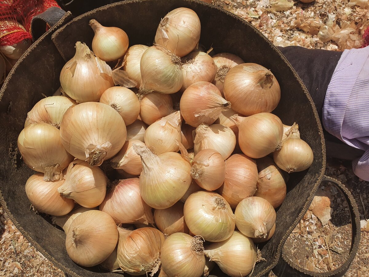Golden Onion