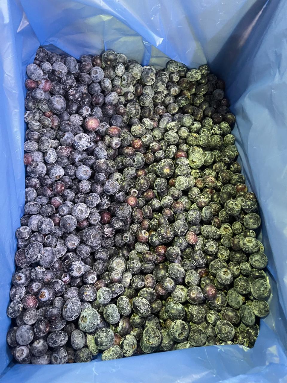 IQF Blueberry