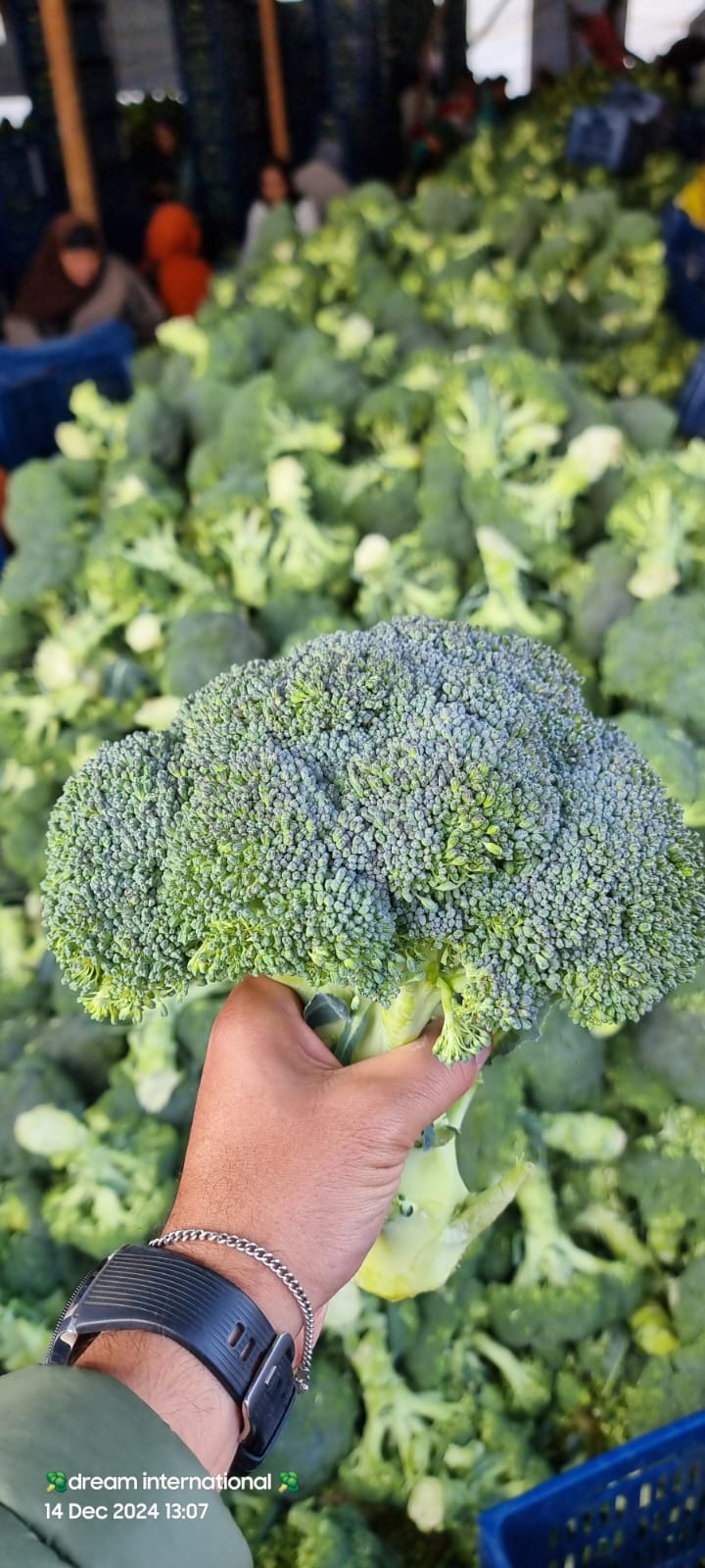 IQF Broccoli